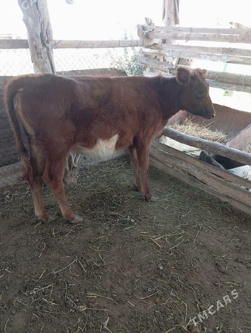 unajin - Чарджоу - img 2