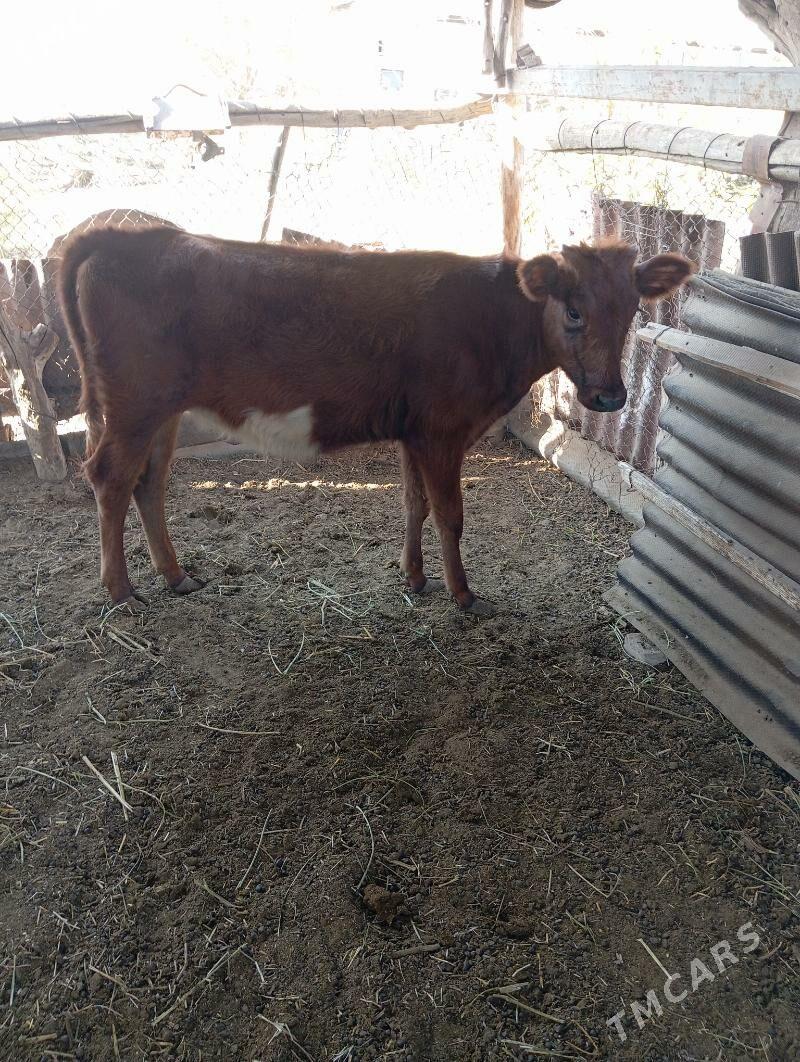 unajin - Чарджоу - img 4