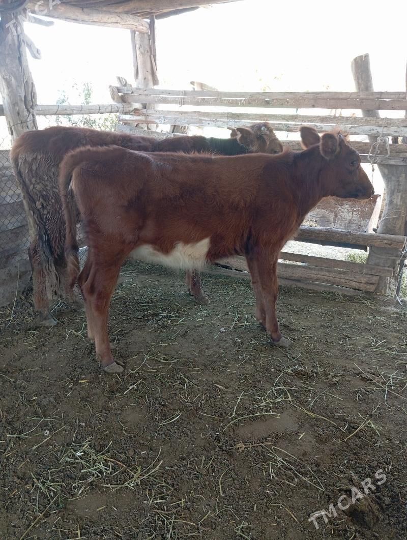 unajin - Чарджоу - img 3