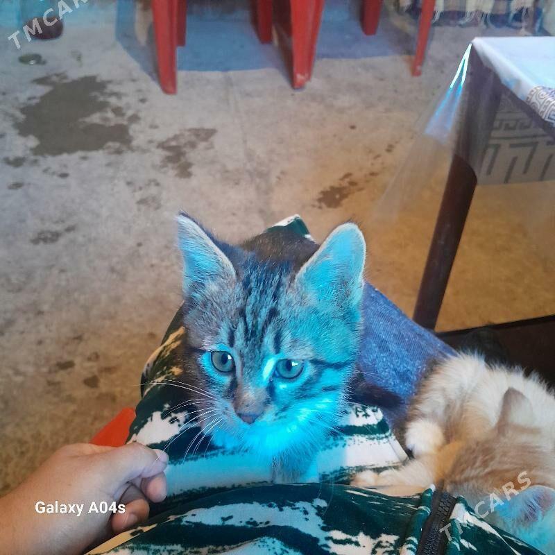 pişik çaga - Туркменабат - img 1