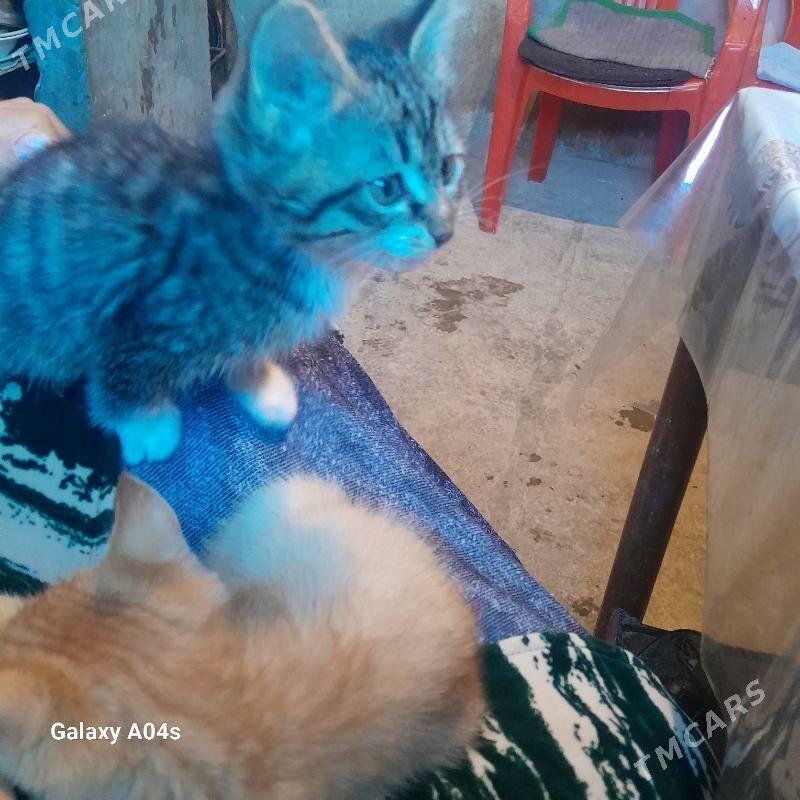 pişik çaga - Туркменабат - img 2