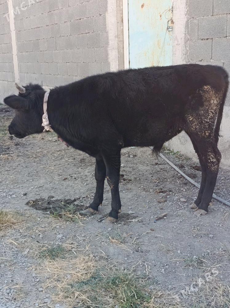 gibrit öküz - Bäherden - img 2