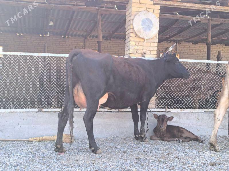 goleli sygyrlar - Murgap - img 5