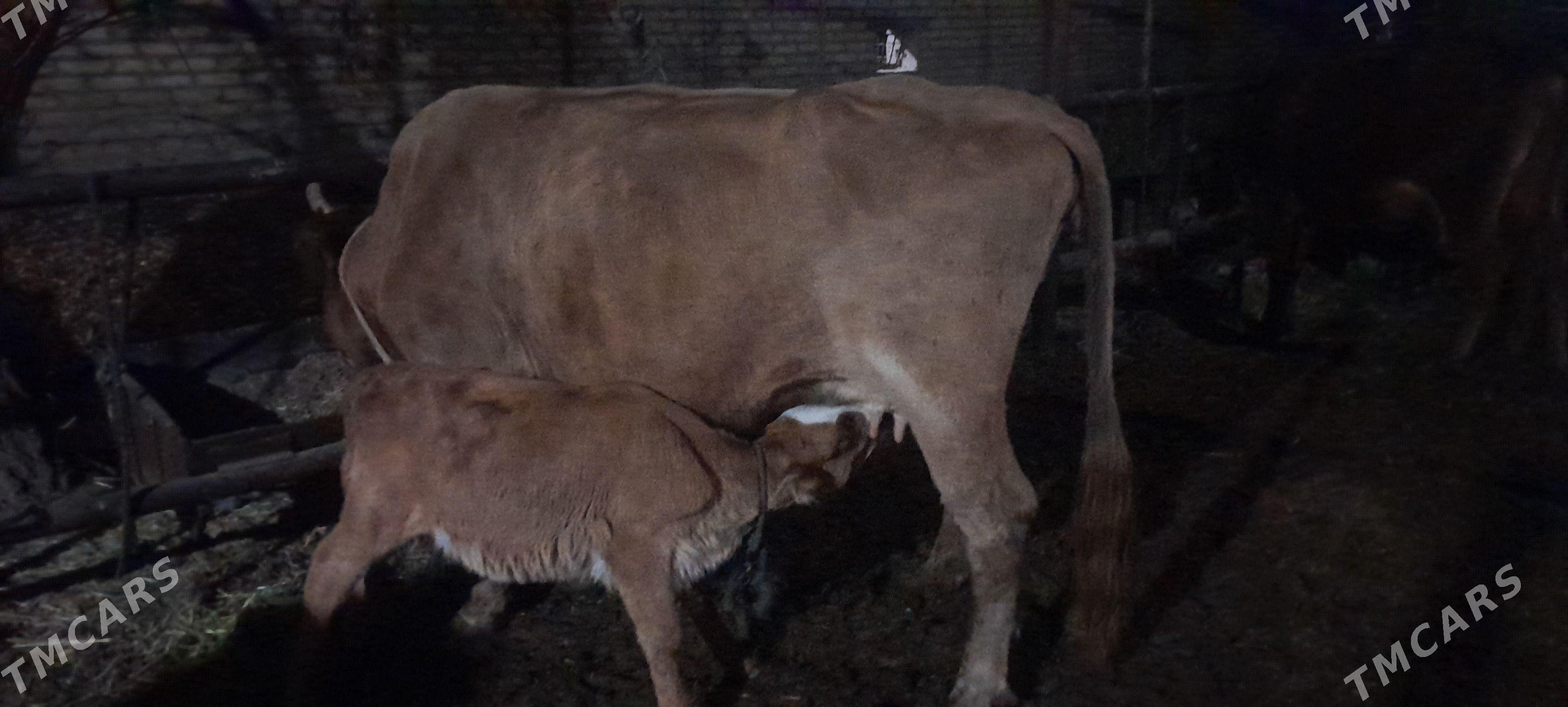 goleli sygyr - Wekilbazar - img 4