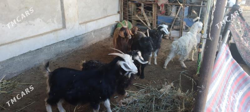 Geçji - Туркменабат - img 2