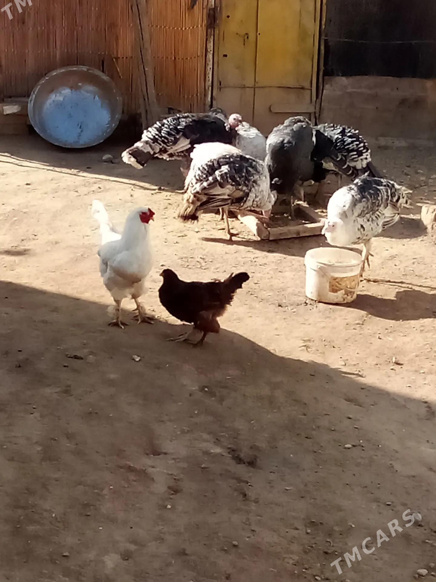 satlyk induk - Wekilbazar - img 1