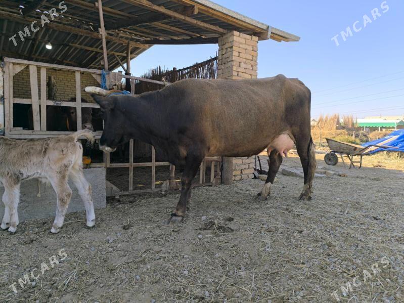 goleli sygyrlar - Murgap - img 3