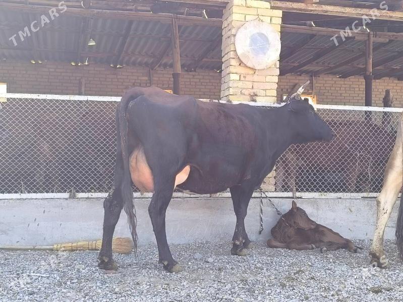 goleli sygyrlar - Murgap - img 2