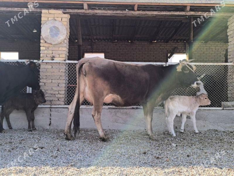 goleli sygyrlar - Murgap - img 6