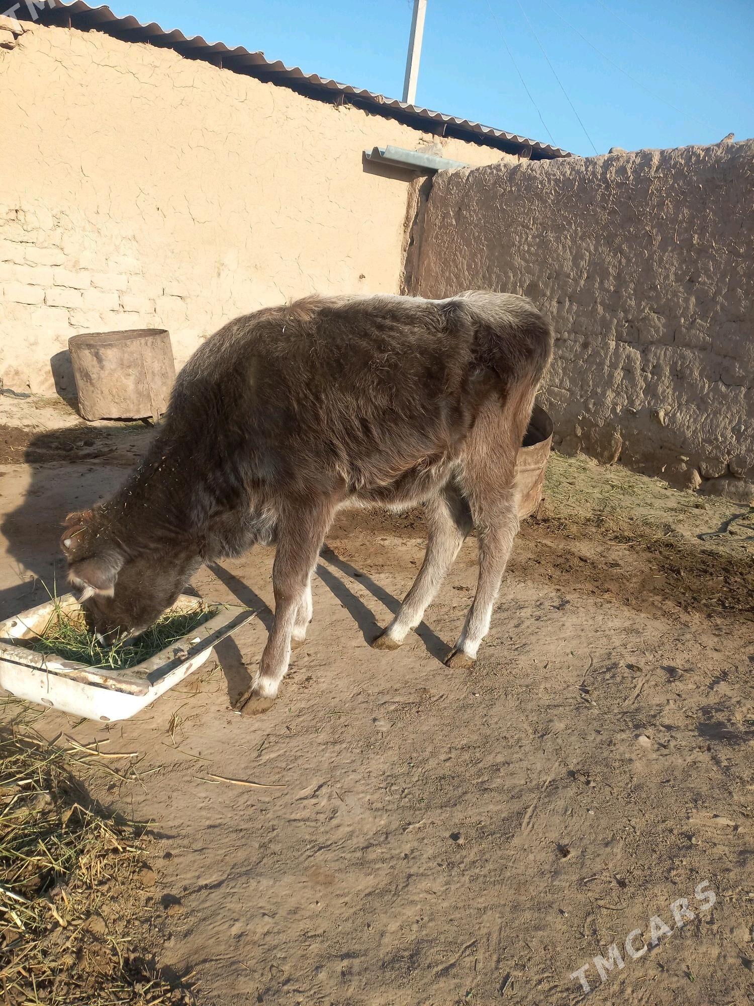 okuz tuwe - Гызыларбат - img 5