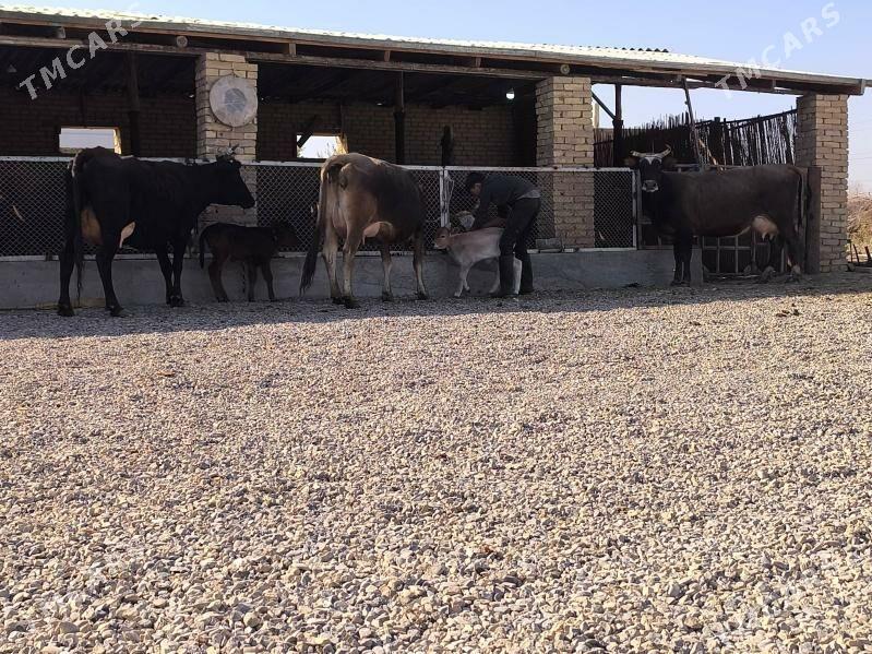 goleli sygyrlar - Murgap - img 8