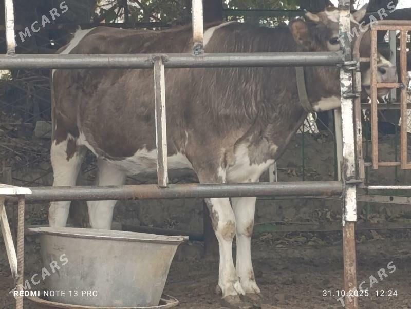 Bogaz tüwe - Ашхабад - img 2