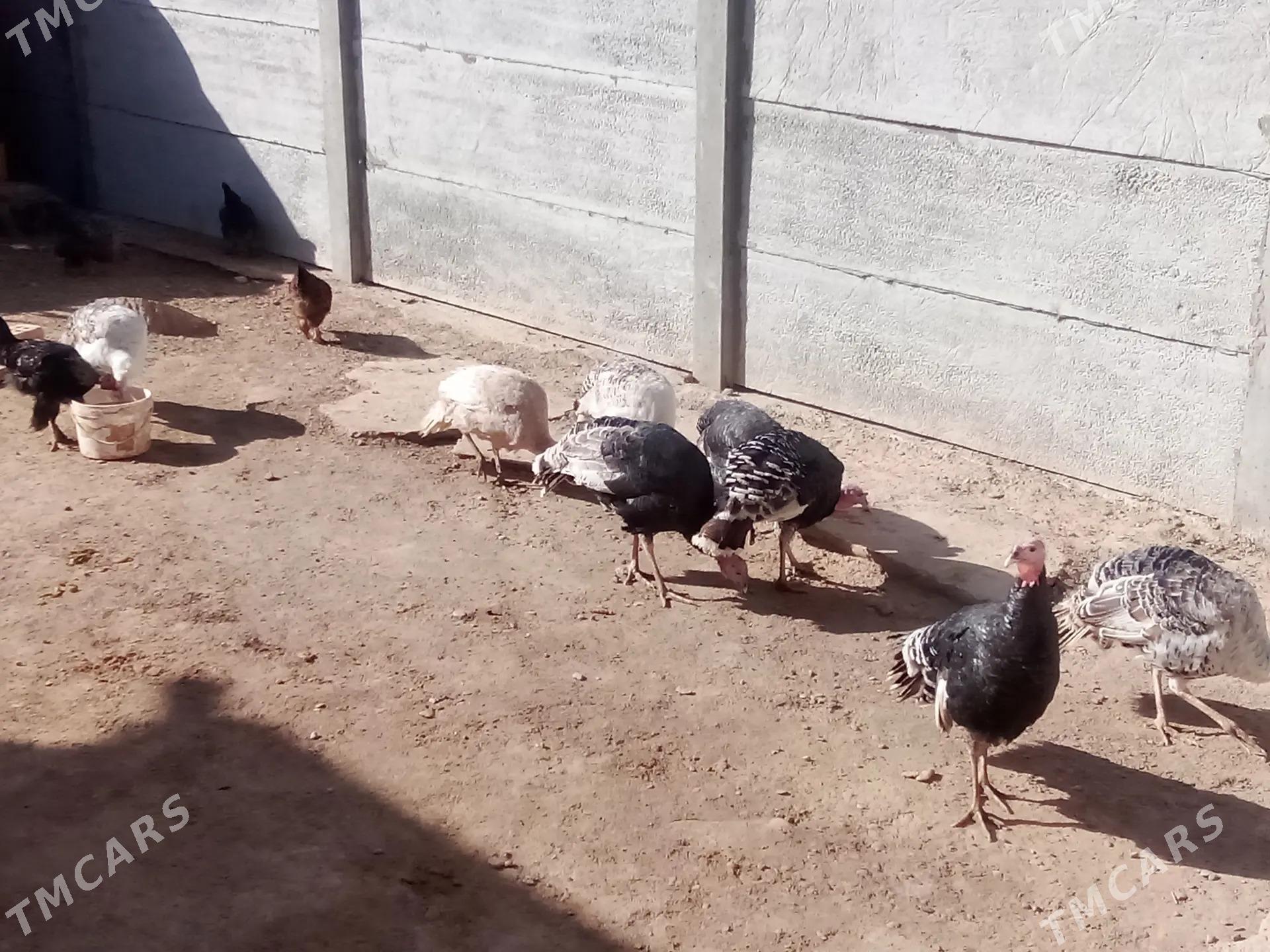 satlyk induk - Wekilbazar - img 2