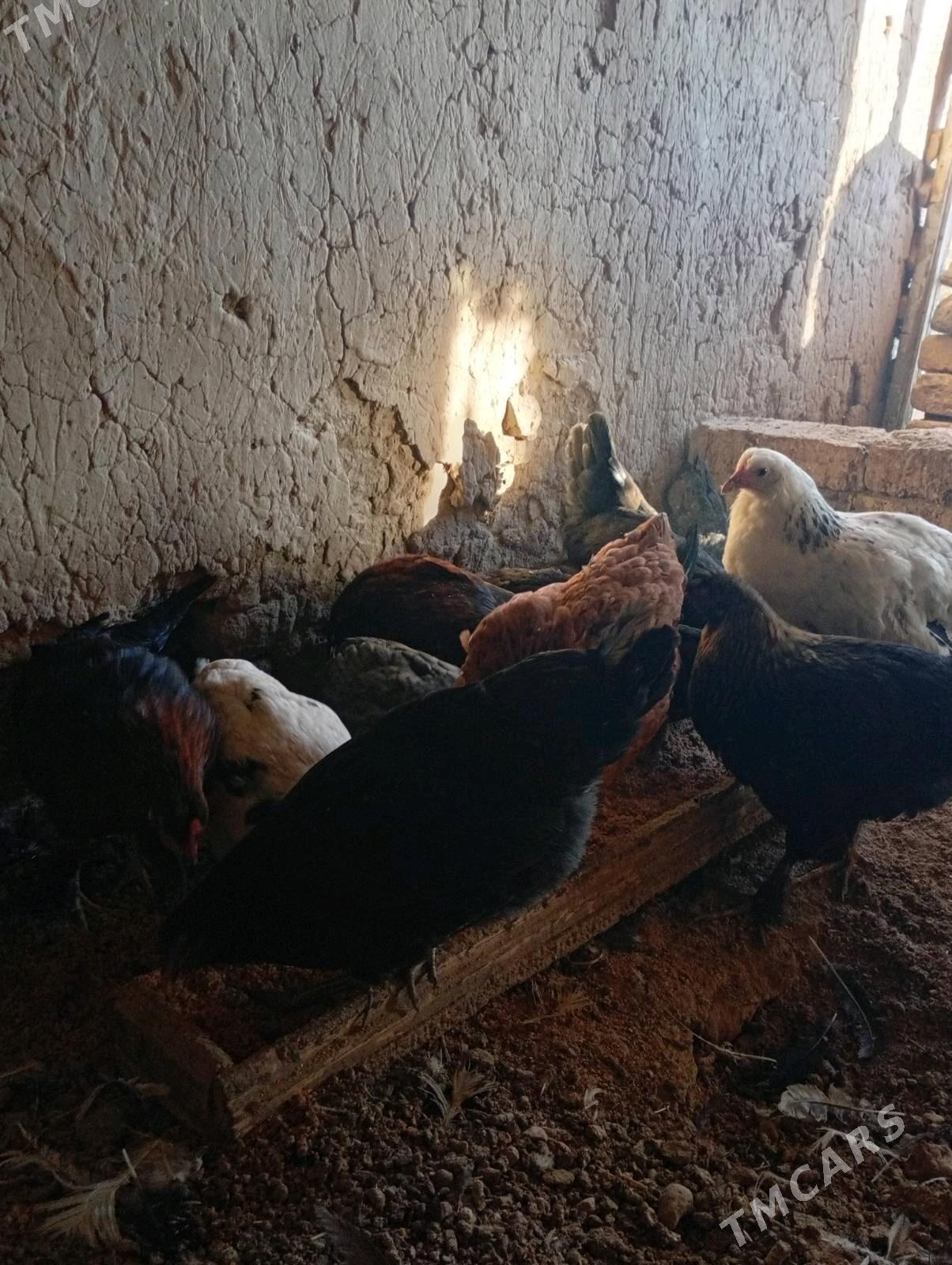 towuklar - Murgap - img 2