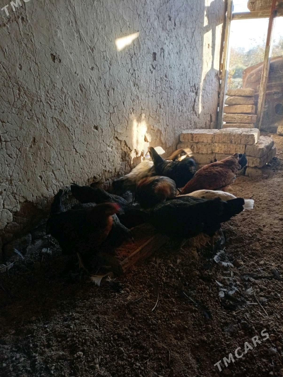 towuklar - Murgap - img 5