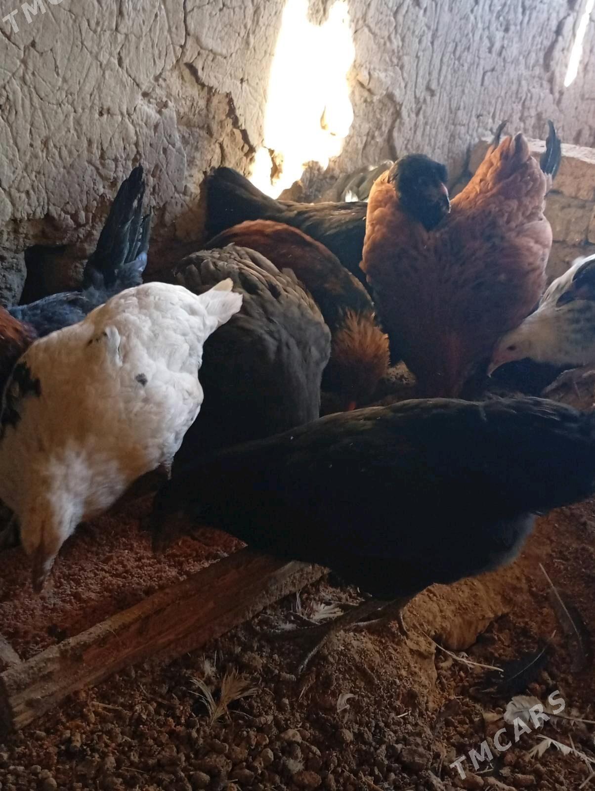 towuklar - Murgap - img 4