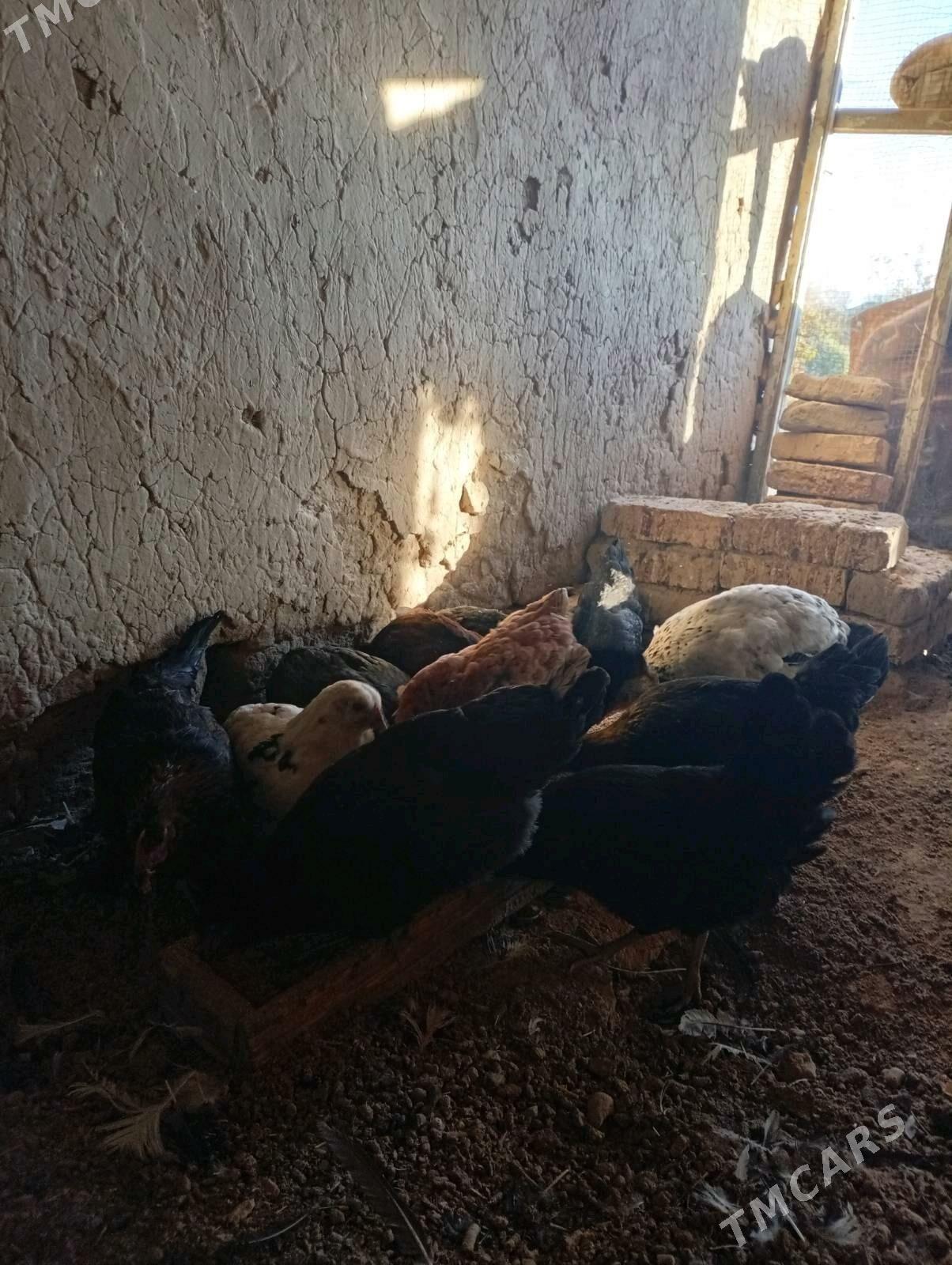 towuklar - Murgap - img 3