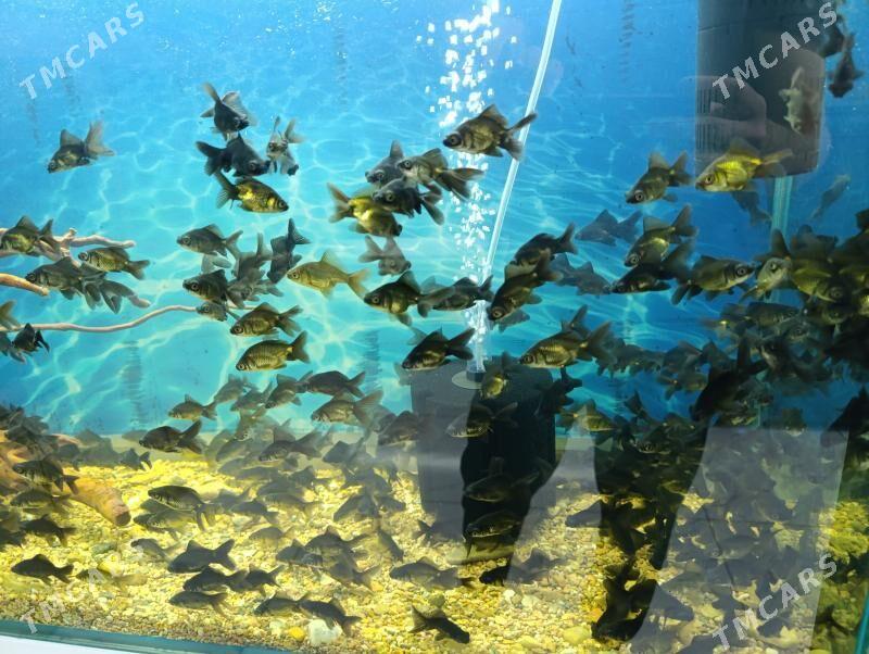 teleskop babycka - Мир 7 - img 2