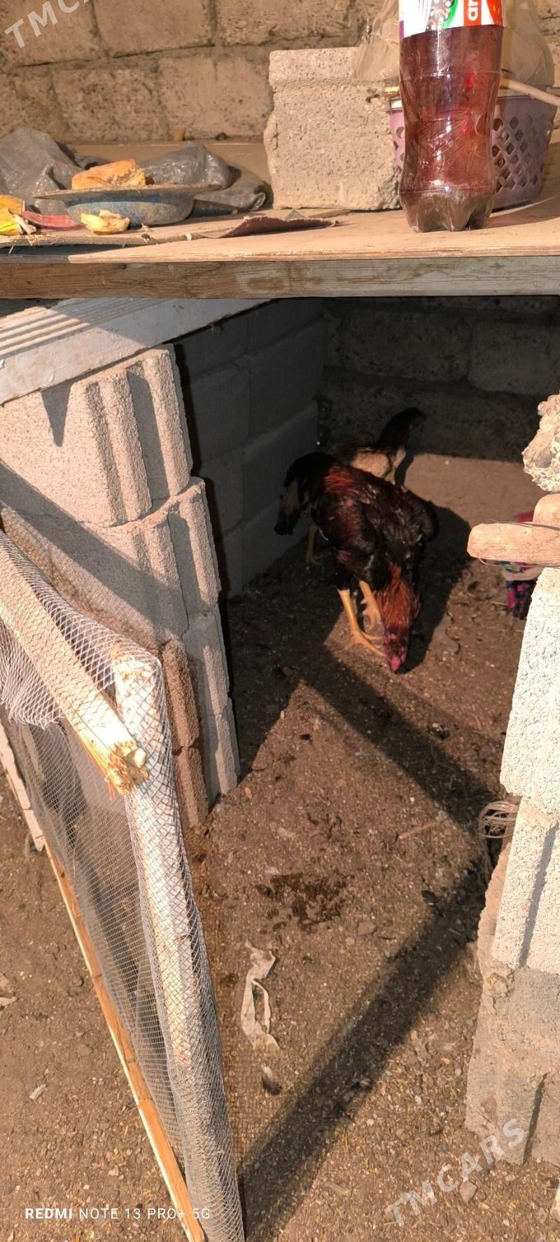 Taşkent horaz - Ашхабад - img 2