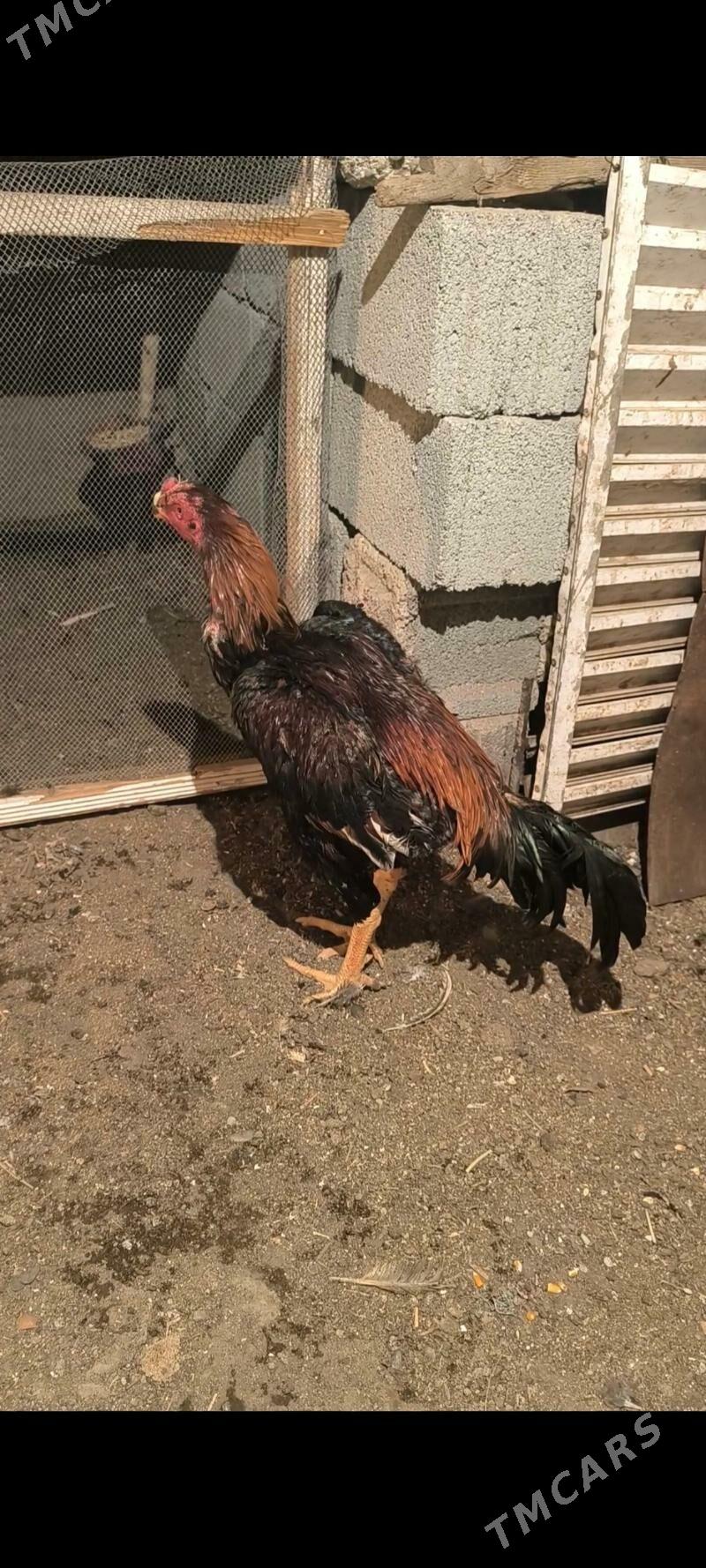 Taşkent horaz - Ашхабад - img 3