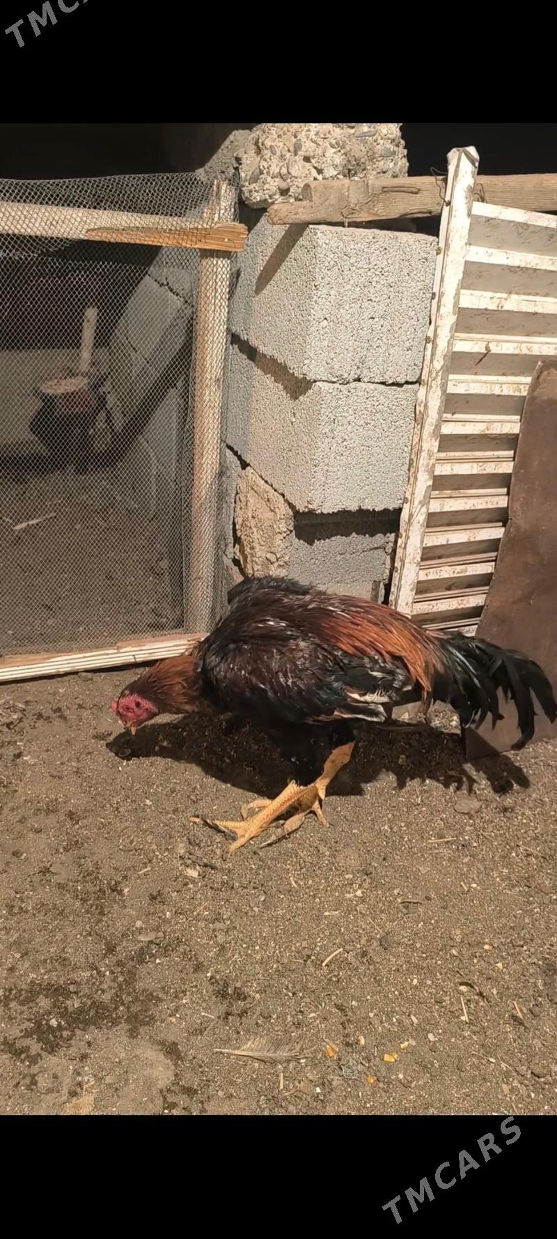 Taşkent horaz - Ашхабад - img 4