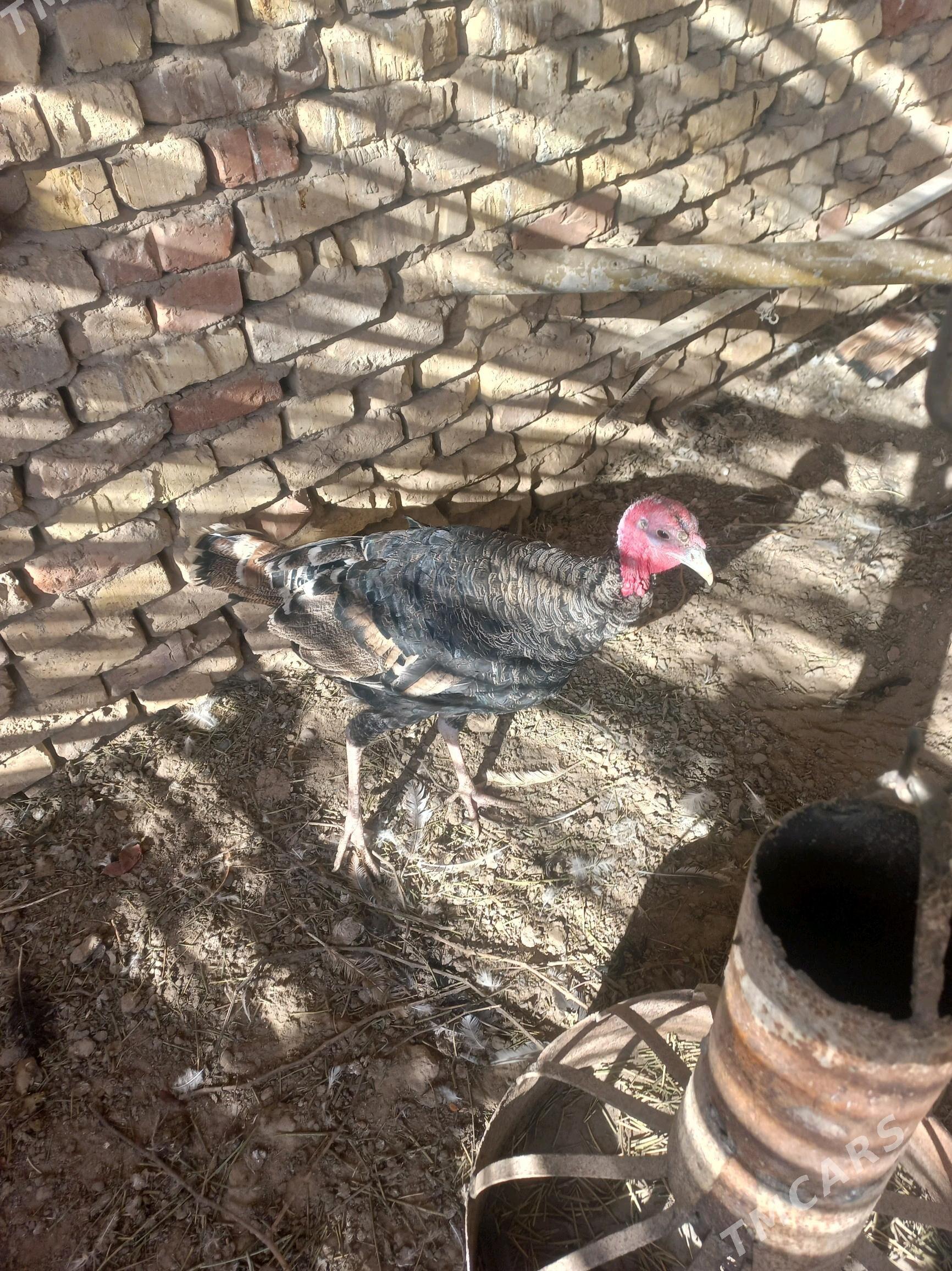 Erkek induk - Mary - img 2