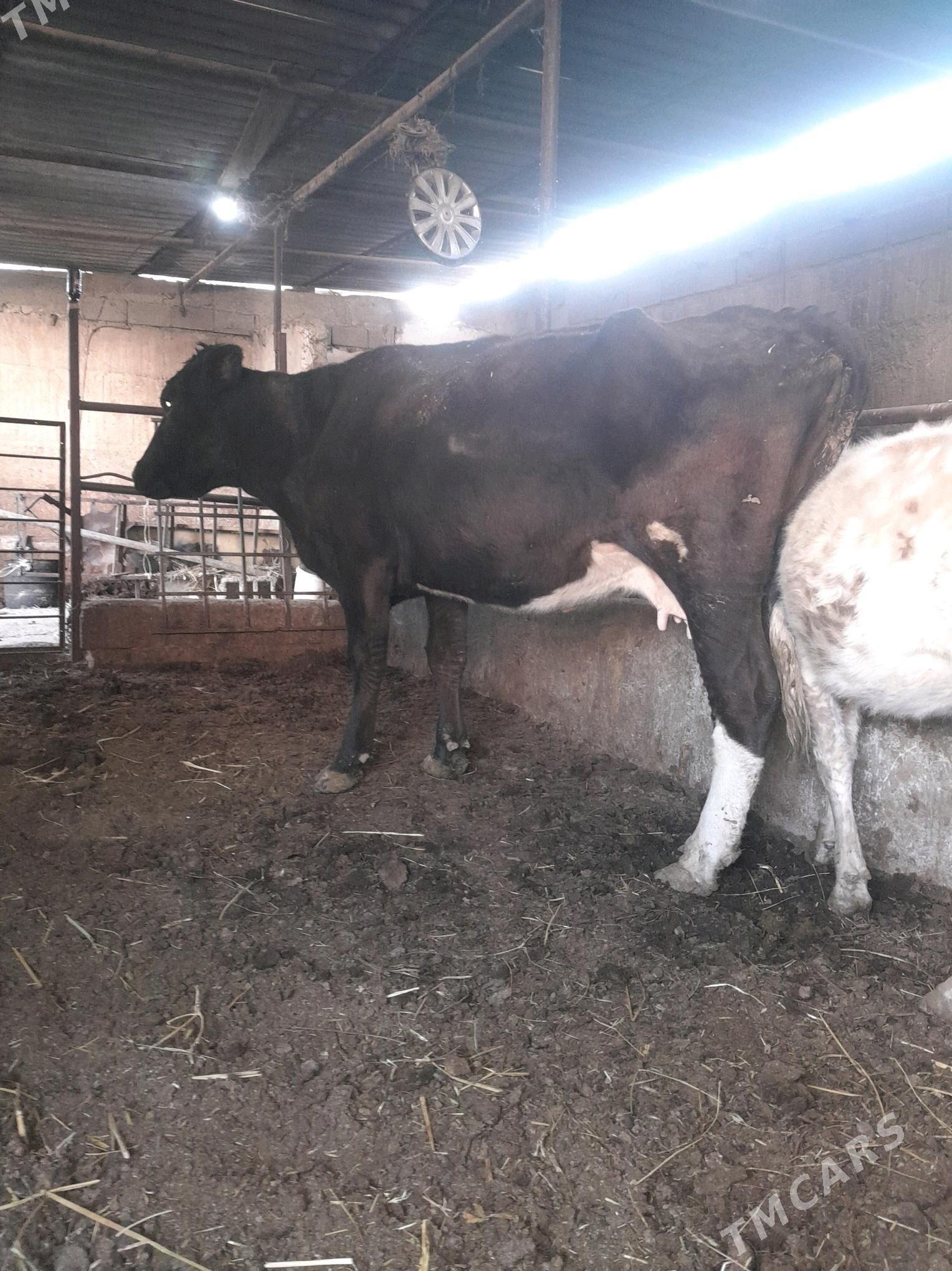 bogaz sygyr - Бузмеин - img 1