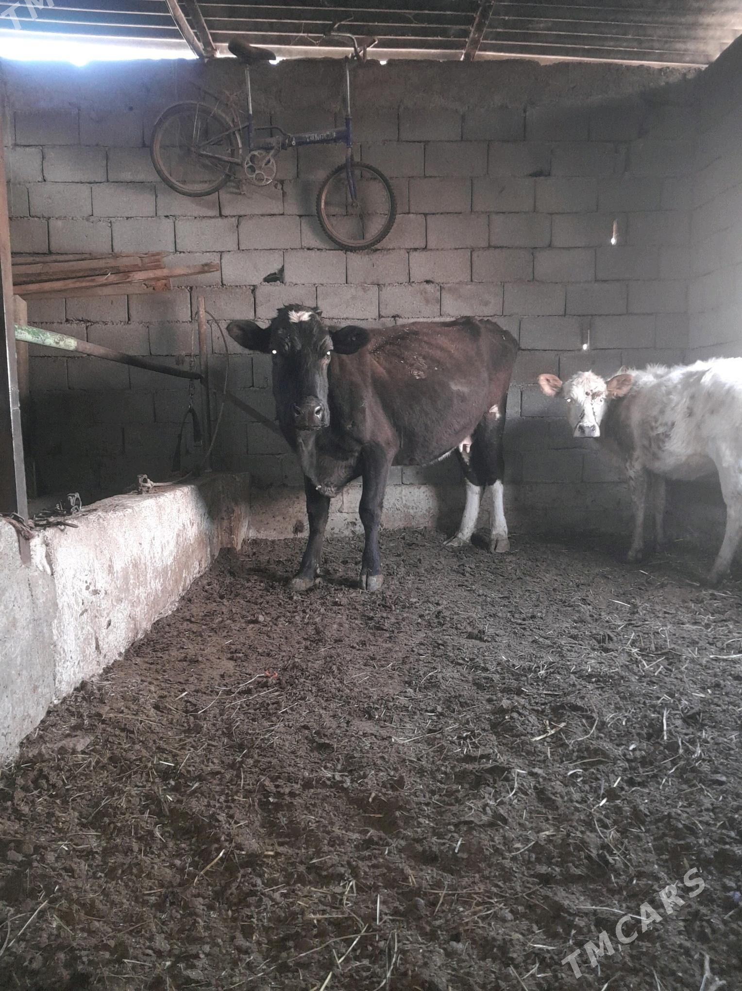 bogaz sygyr - Бузмеин - img 2