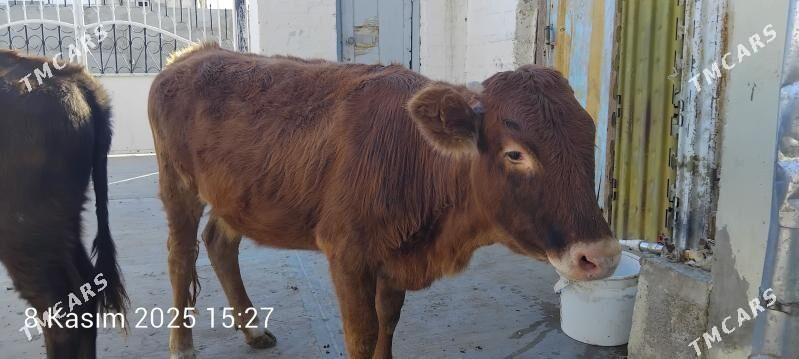 tuwe - Gyzylarbat - img 1