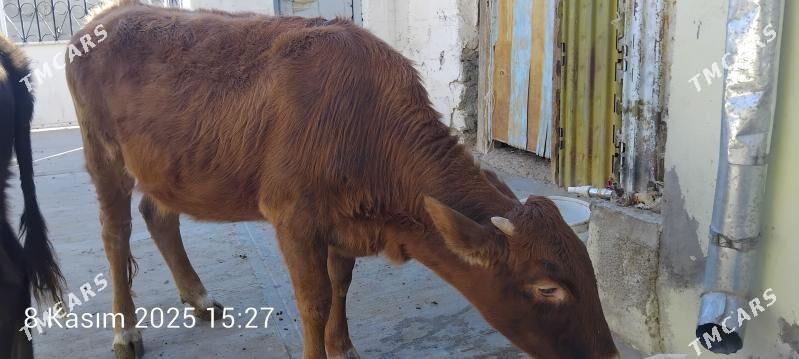 tuwe - Gyzylarbat - img 2