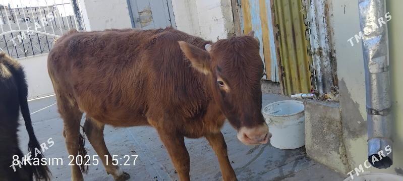 tuwe - Gyzylarbat - img 3