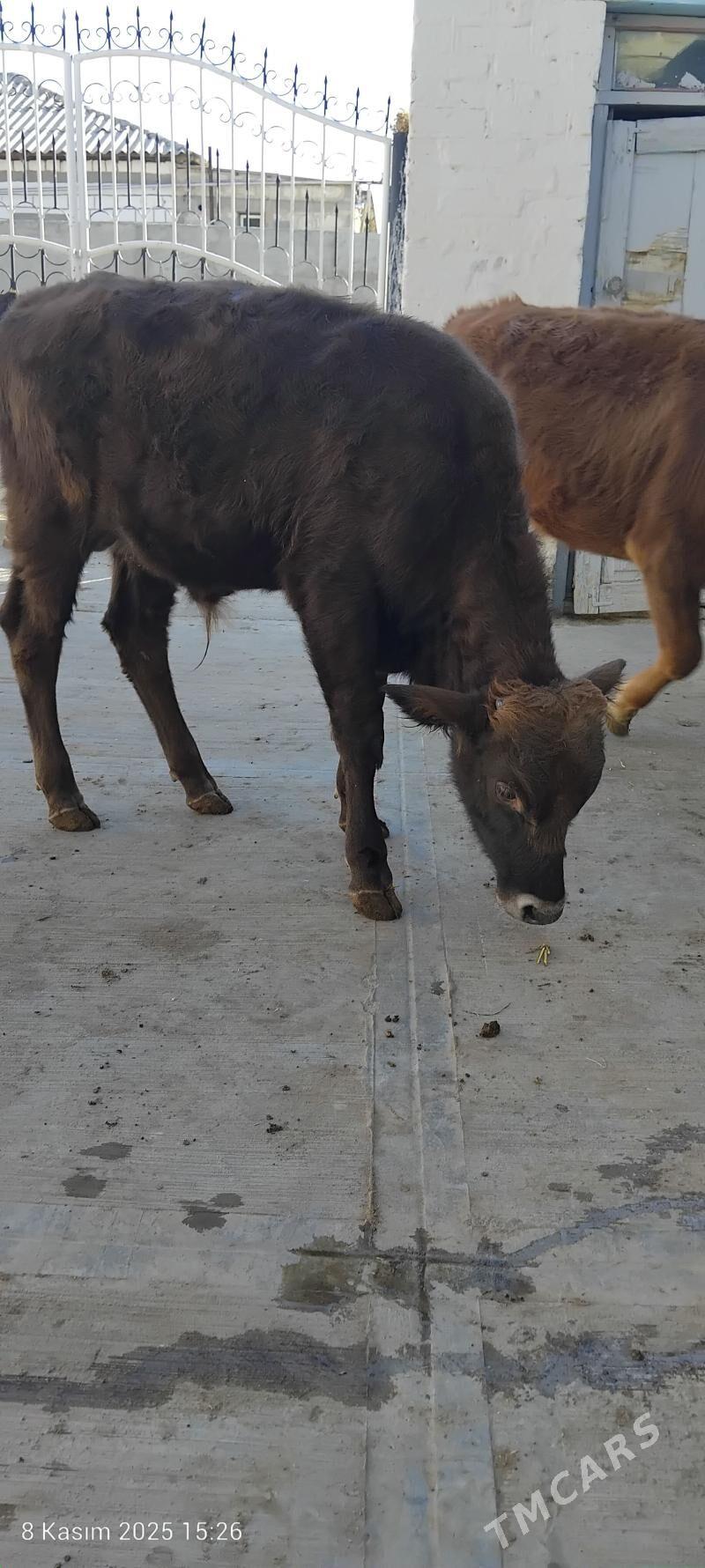 tuwe - Гызыларбат - img 2