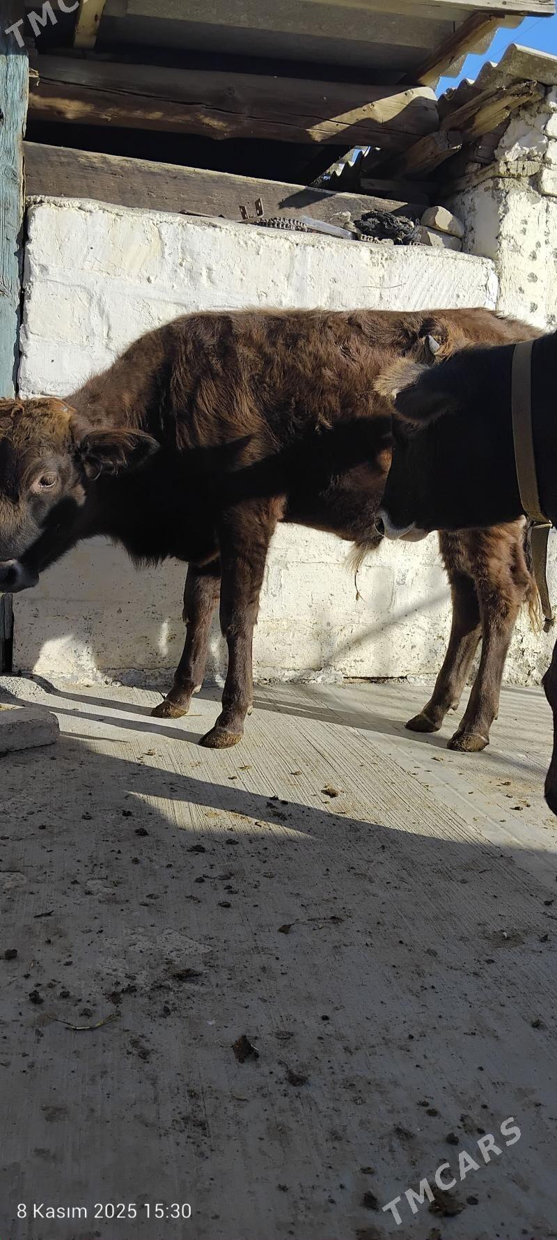 tuwe - Гызыларбат - img 1