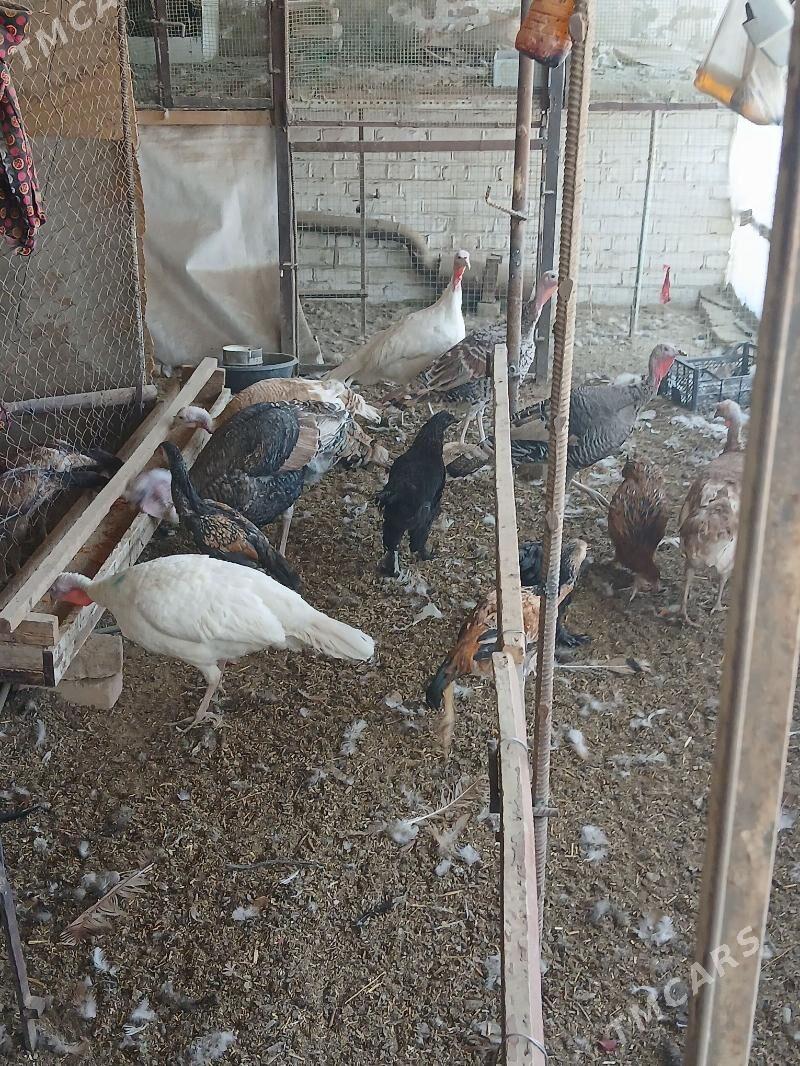 induk - Mary - img 2