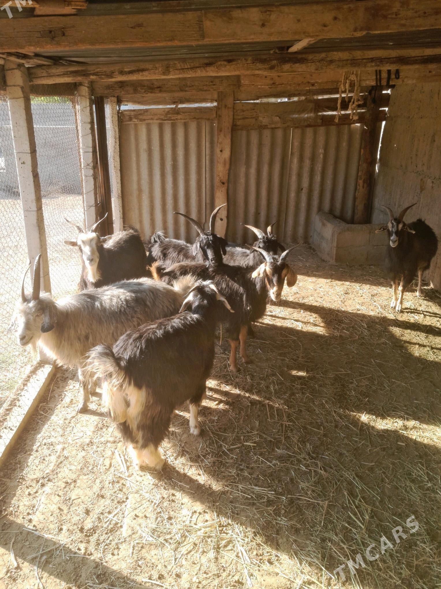 Geçiler - Gökdepe - img 2