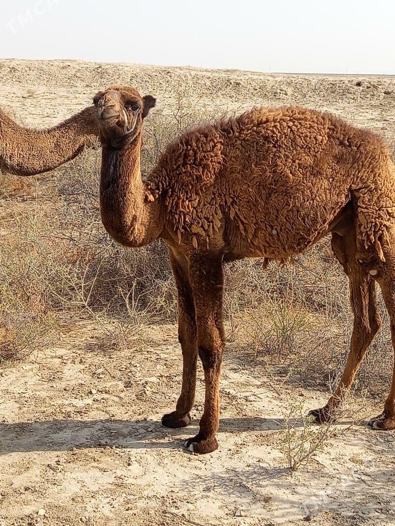 torum - Эсенгулы - img 2