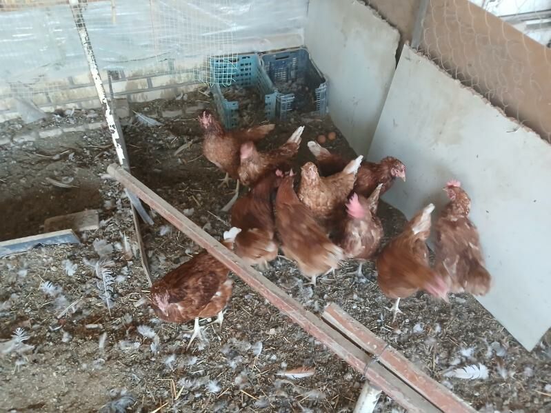 towuk. - Mary - img 3