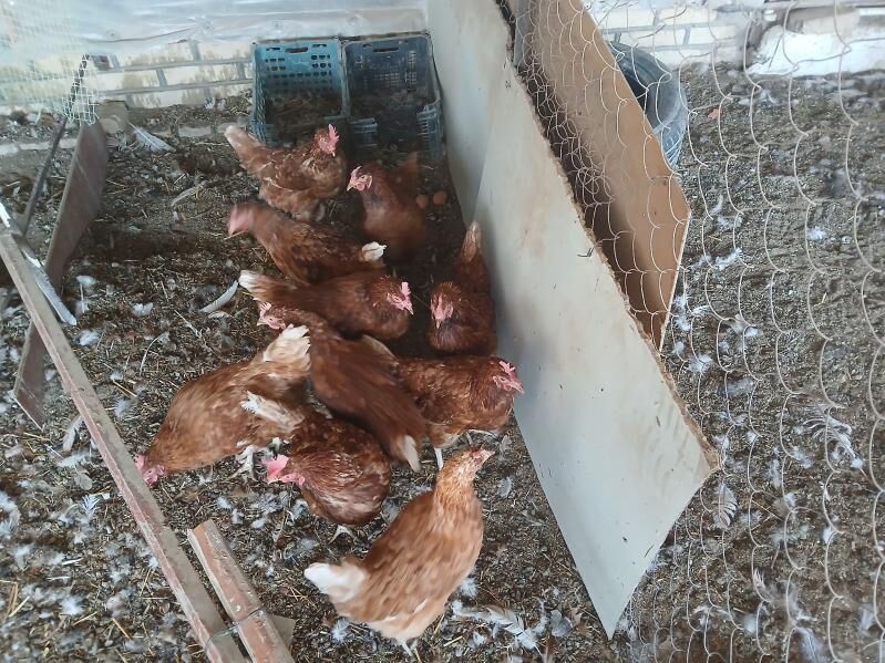 towuk. - Mary - img 2