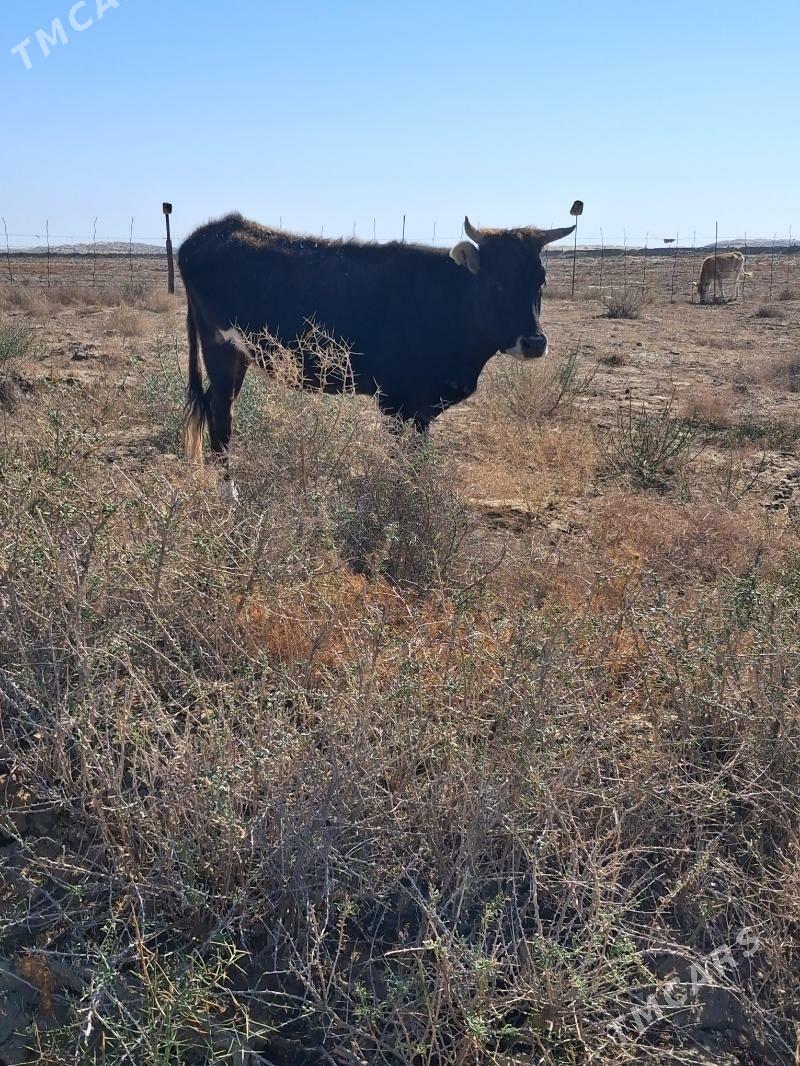 sygyr - Эсенгулы - img 1