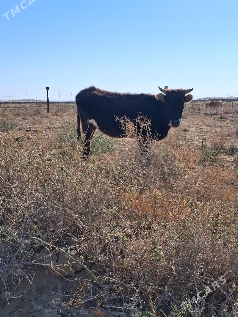 sygyr - Эсенгулы - img 2