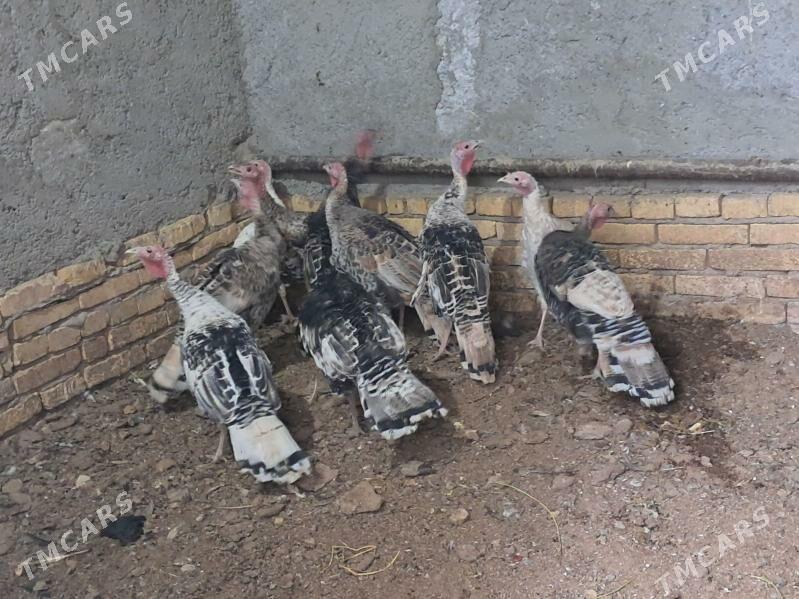 induk - Туркменабат - img 2