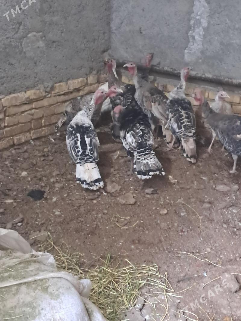 induk - Туркменабат - img 3