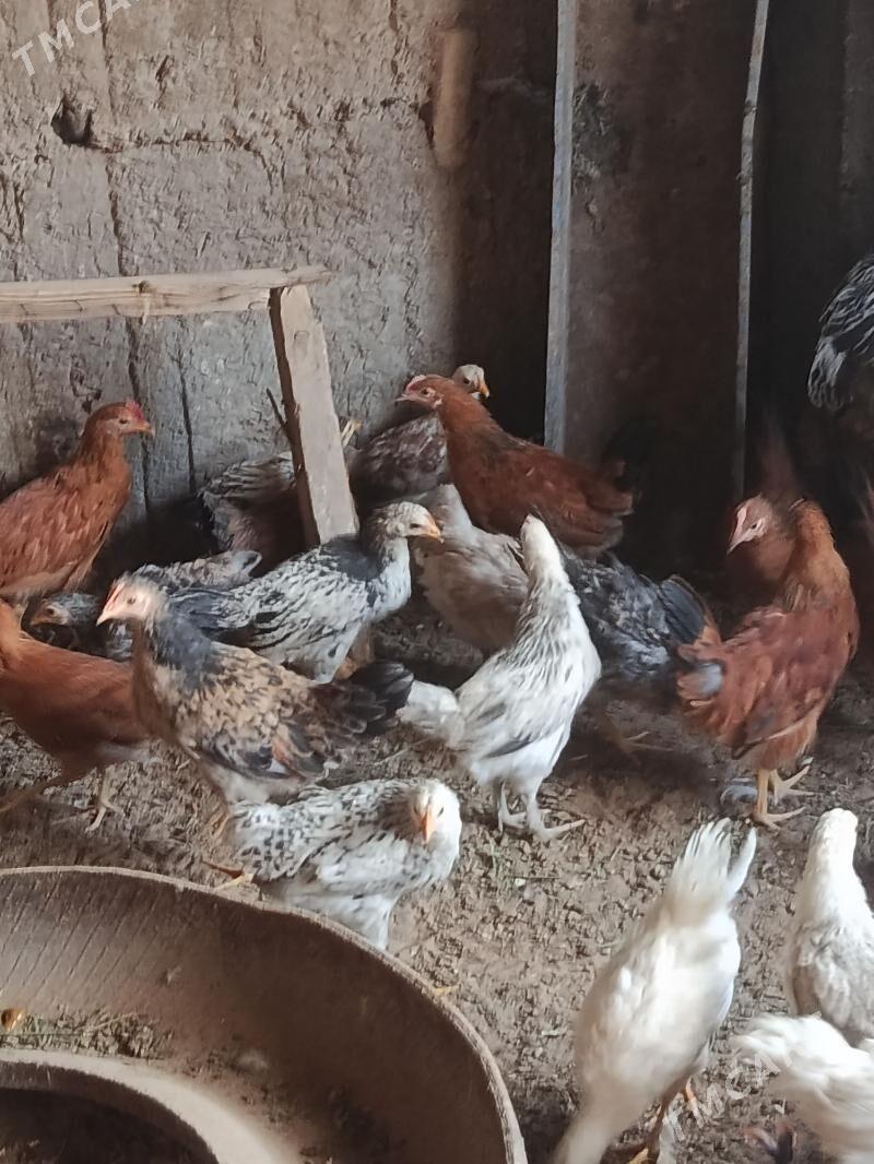 balakly juje - Tejen - img 6