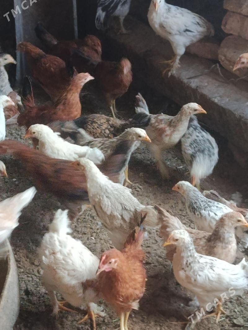 balakly juje - Tejen - img 5