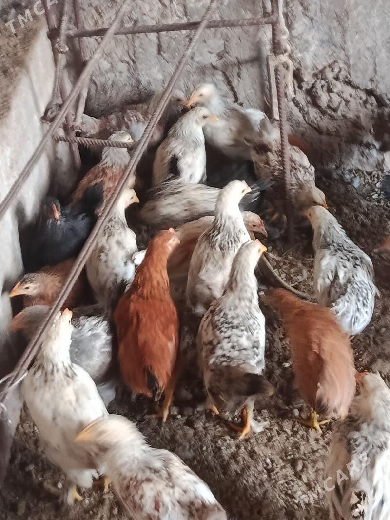 balakly juje - Tejen - img 7