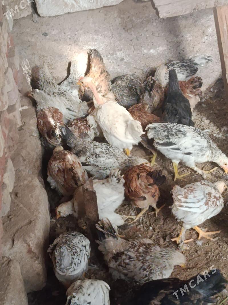 balakly juje - Tejen - img 3