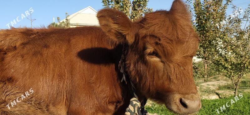 голе göle - Сакарчага - img 2