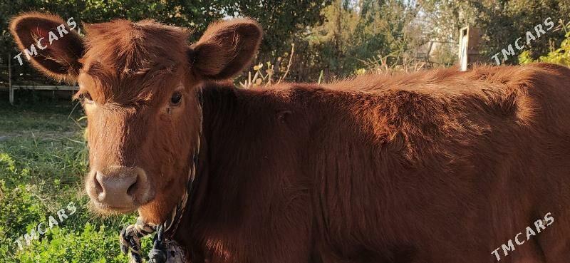 голе göle - Сакарчага - img 1