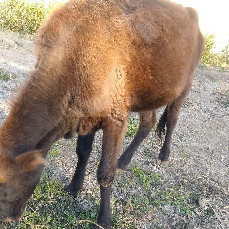 unajyn - Туркменабат - img 5