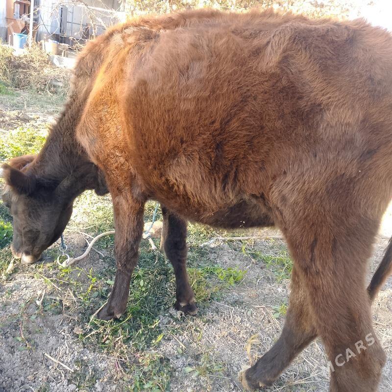 unajyn - Туркменабат - img 4